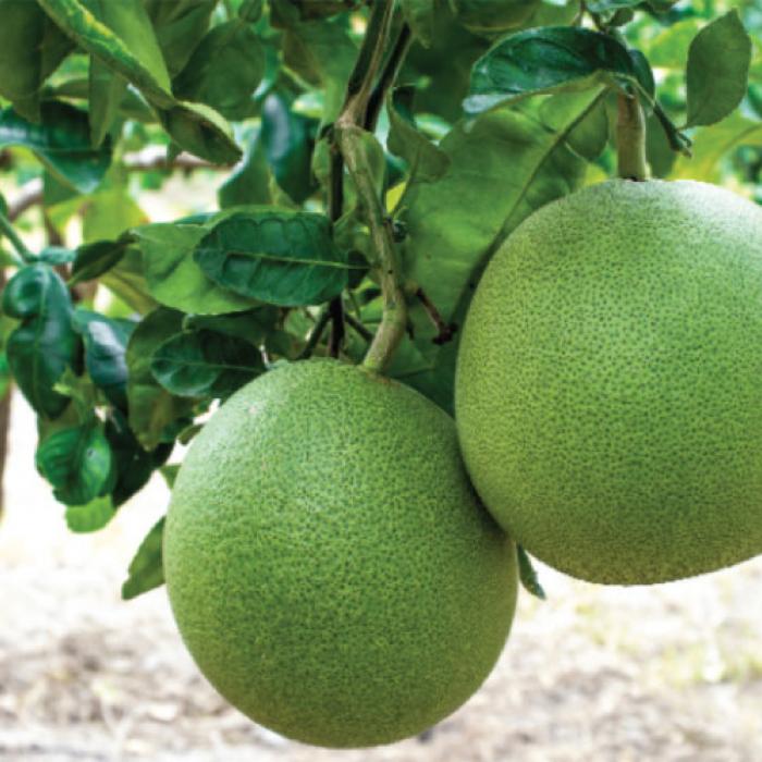 Cung cấp bưởi da xanh bến tre